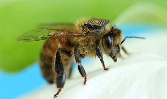  O "sensoriamento de enxame" vai permitir detectar riscos de biossegurança. [Imagem: CSIRO]